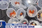 玉溪@铲屎官们 养“异宠”或危害国家安全 这些行为违法了