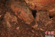 玉溪江西发现蜘蛛新物种 为研究呵叻蛛属适应区域提供依据
