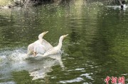 玉溪吉林：罕见白鸬鹚连续两年“故地重游”