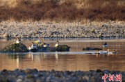 玉溪歙县完成安徽首个县域生物多样性调查 共记录物种近4千种