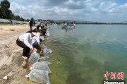 玉溪云南江川举行增殖放流活动 逾54万尾鱼游入星云湖